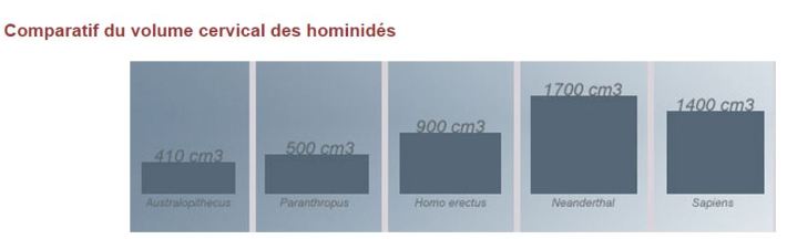 taille cerveau hominidés